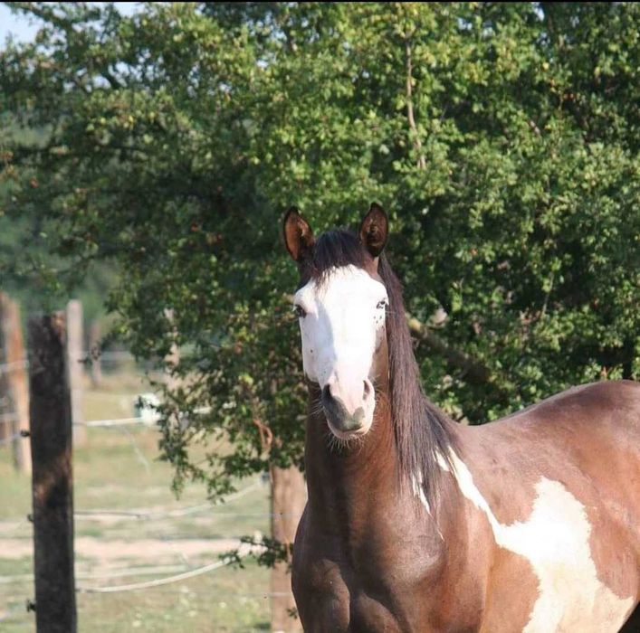 Srokaty 7-letni wałach APH ( American Paint Horse ) AQH