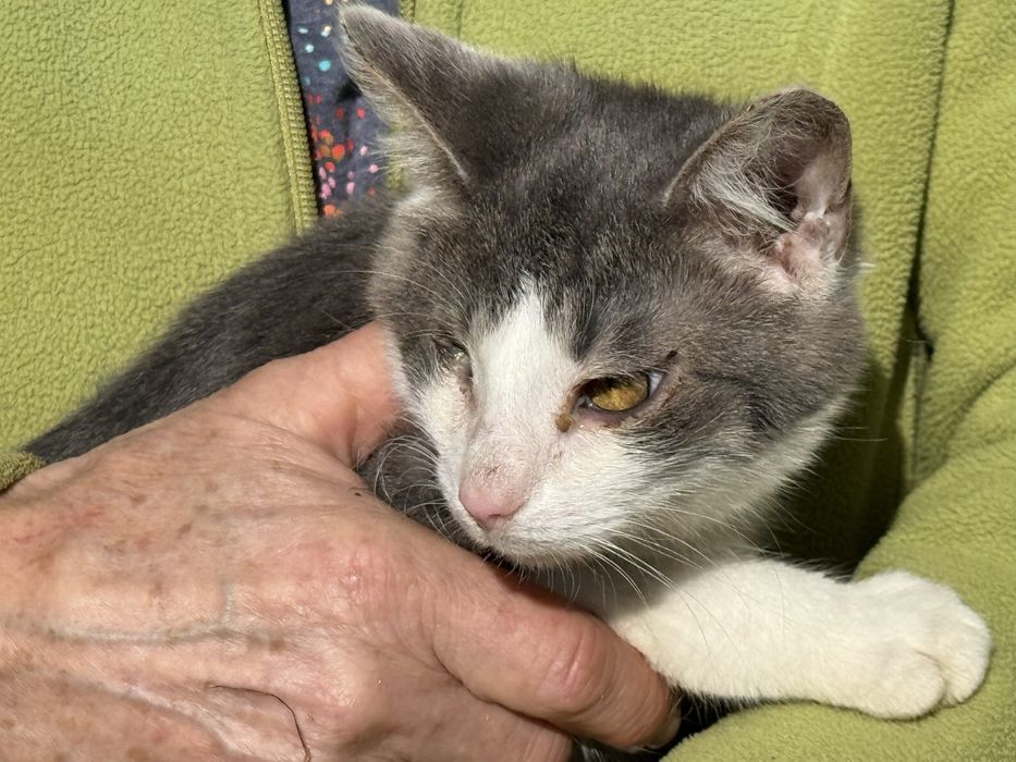 Dwa bezdomne koty czekaja na wymarzone domy !