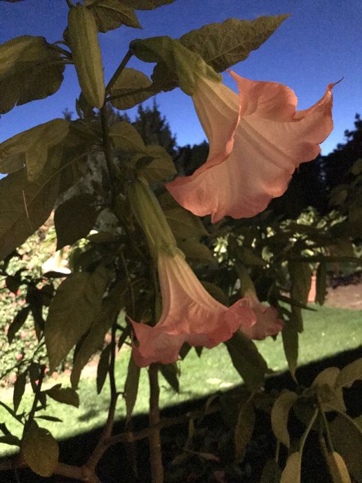 Dadzonka mala brukmansji  jak na zdjeciach