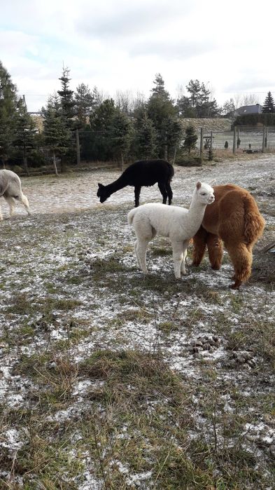 Alpaki , młode samce i samiczki .