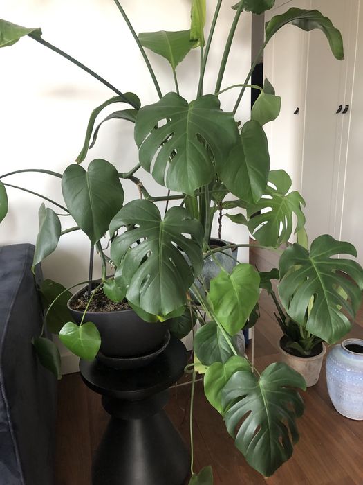 Monstera deliciosa