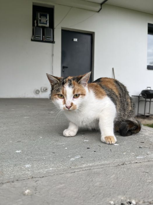 Oddam kotki w dobre ręce