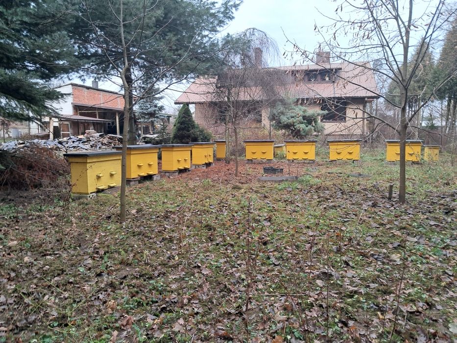 Sprzedam,rodziny pszczele, pszczoły, odkłady, ule.