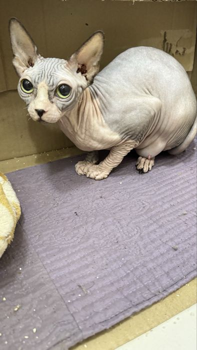 Fêmea sphynx bicolor