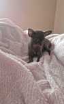 Malutka suczka chihuahua