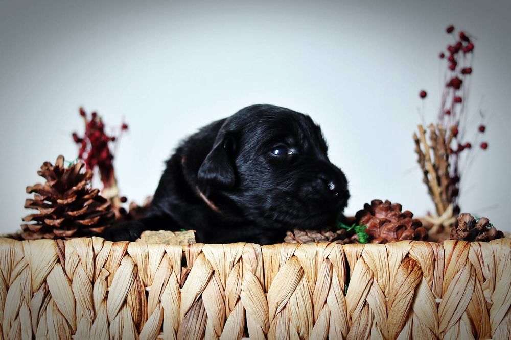 Flat coated retriever czarny piesek
