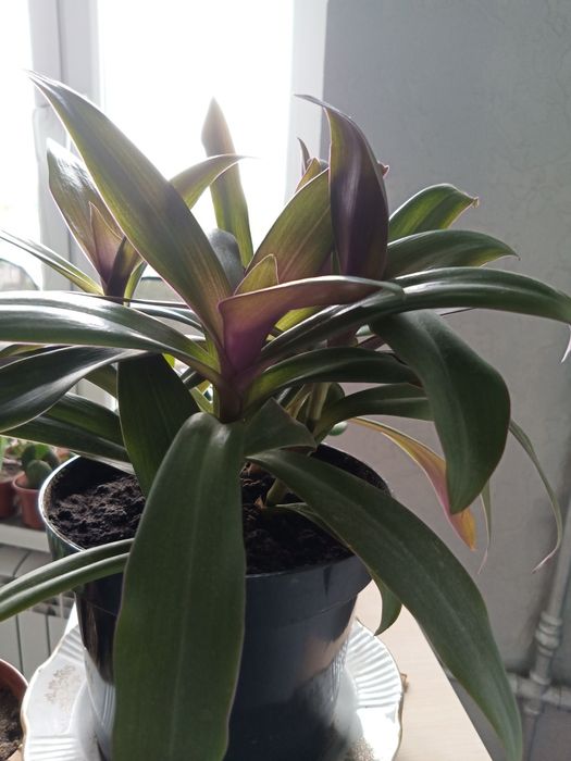 Комнатные цветы Рео и денежное дерево