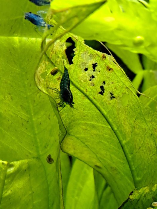 Camarões Neocaridina Blue Dream