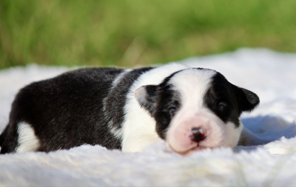 Szczeniak Border Collie ZKwP/FCI mamy maluszki