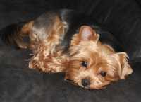 Cudowny Yorkshire terrier FCI 3 lata