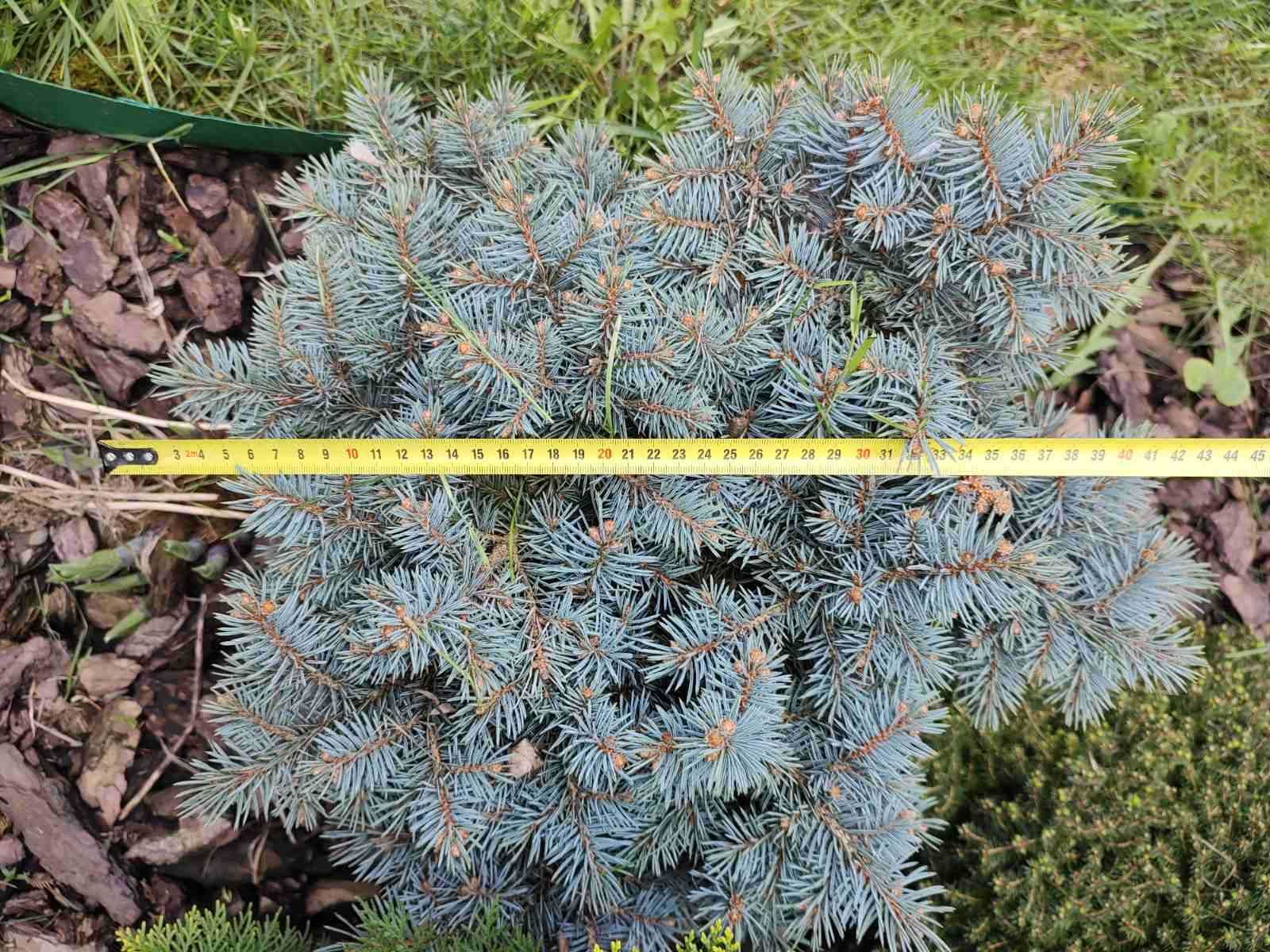 Ель колючая Сант Мериз Брум (Picea pungens 'St. Mary's Broom')