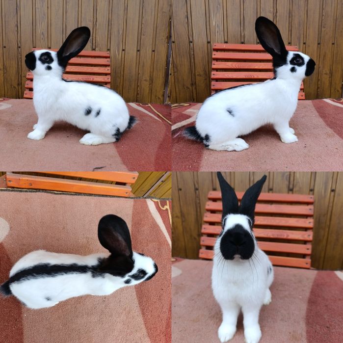 Самчики Німецького Строкача