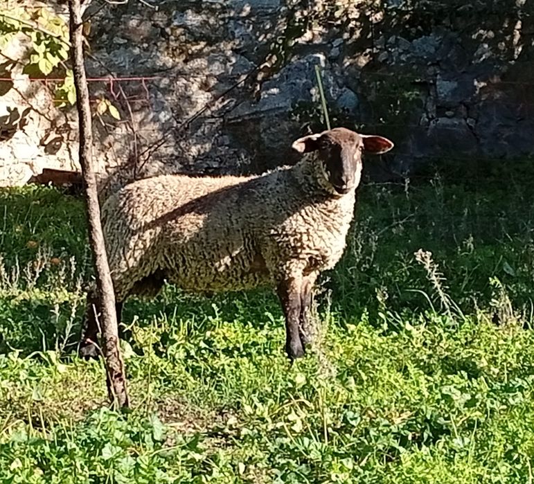 Borrego macho cruzado Suffolk