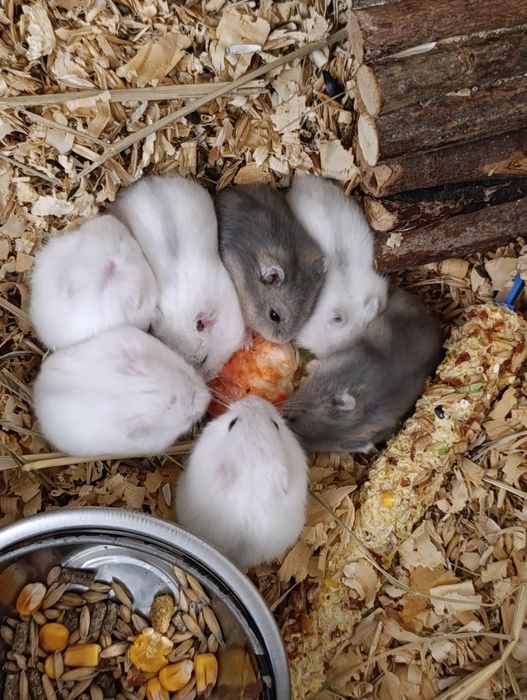 Джунгарик, джунгарський хом'як, гризун