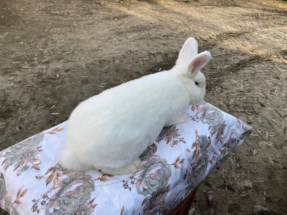 Wiedeński Bialy Samiczki Możliwa wysyłka