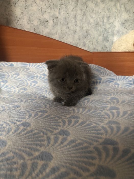 Котики вислоухие в люблячу сімʼю