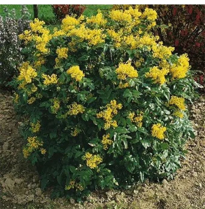 Обрізка дерев, кущів.