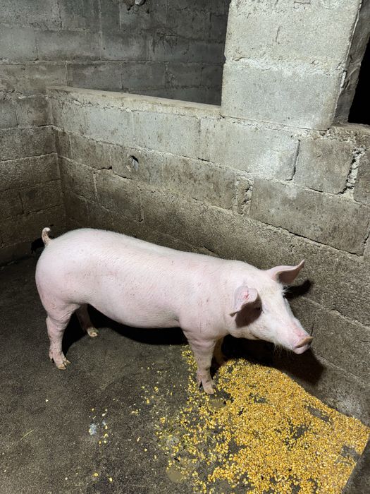 Porcos capados para venda