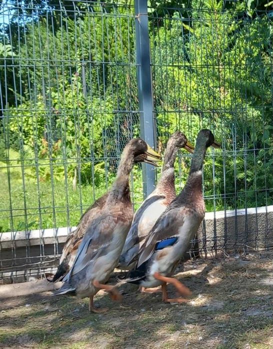 Kaczory biegusy indyjskie