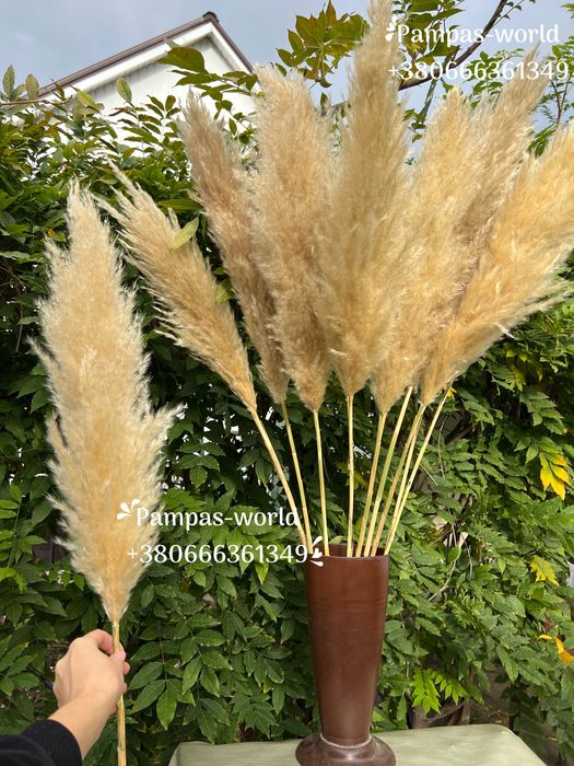 Кортадерія , кортадерія