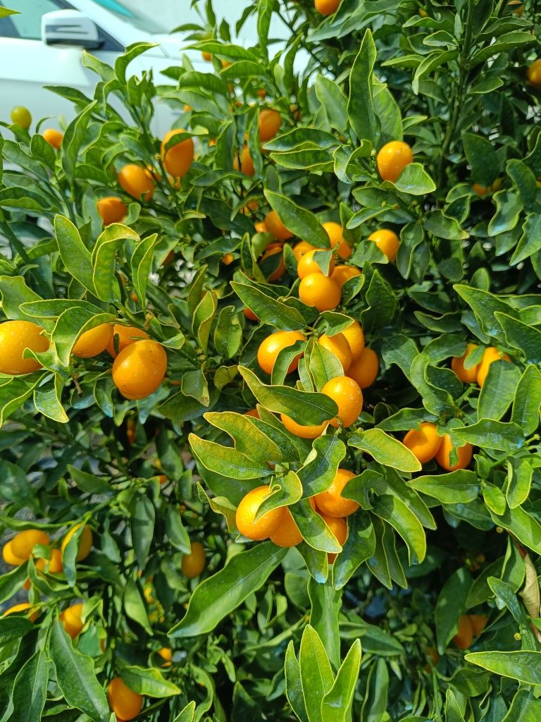 Kumquat saborosos