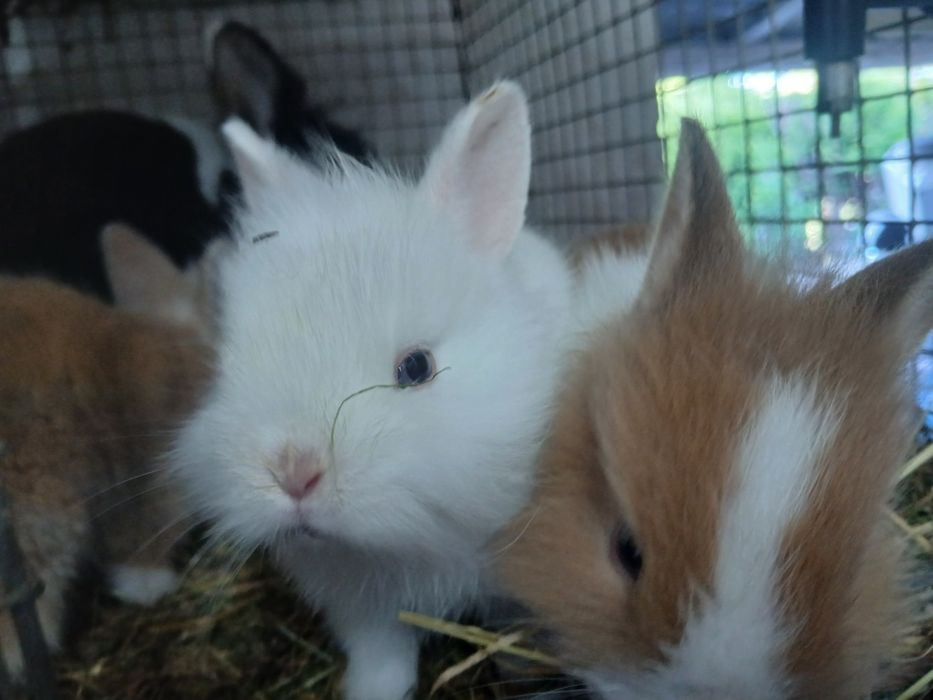 Sprzedam kroliki miniatury