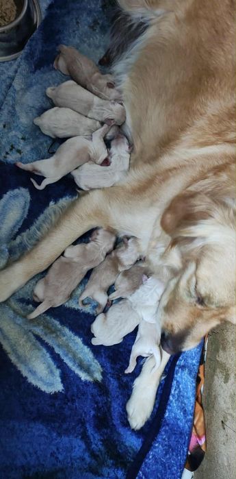 Golden Retriever szczeniak