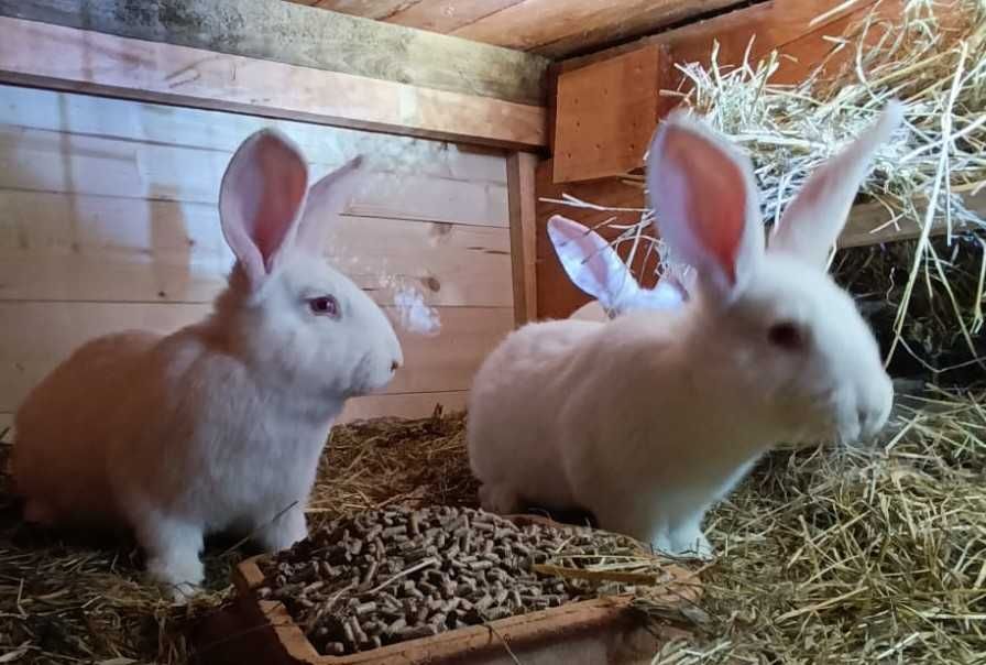Króliki żywe i tuszki z przydomowej hodowli