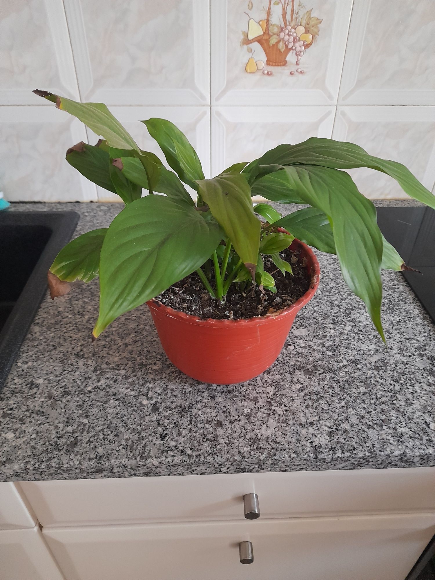 Variedade de plantas