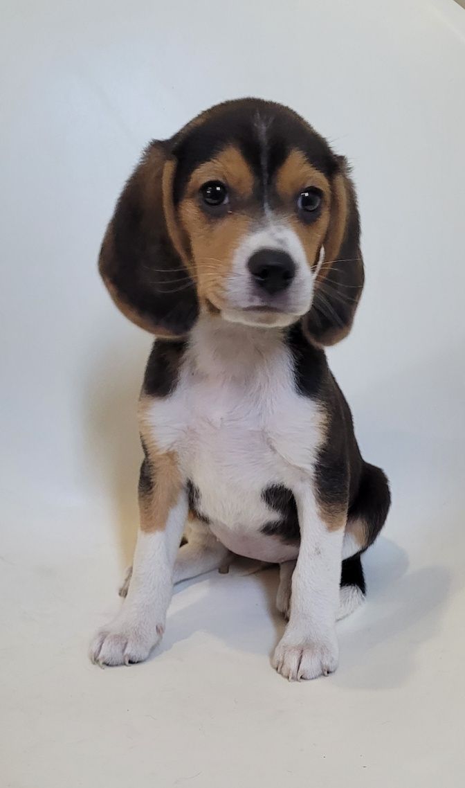 Femea beagle tricolor