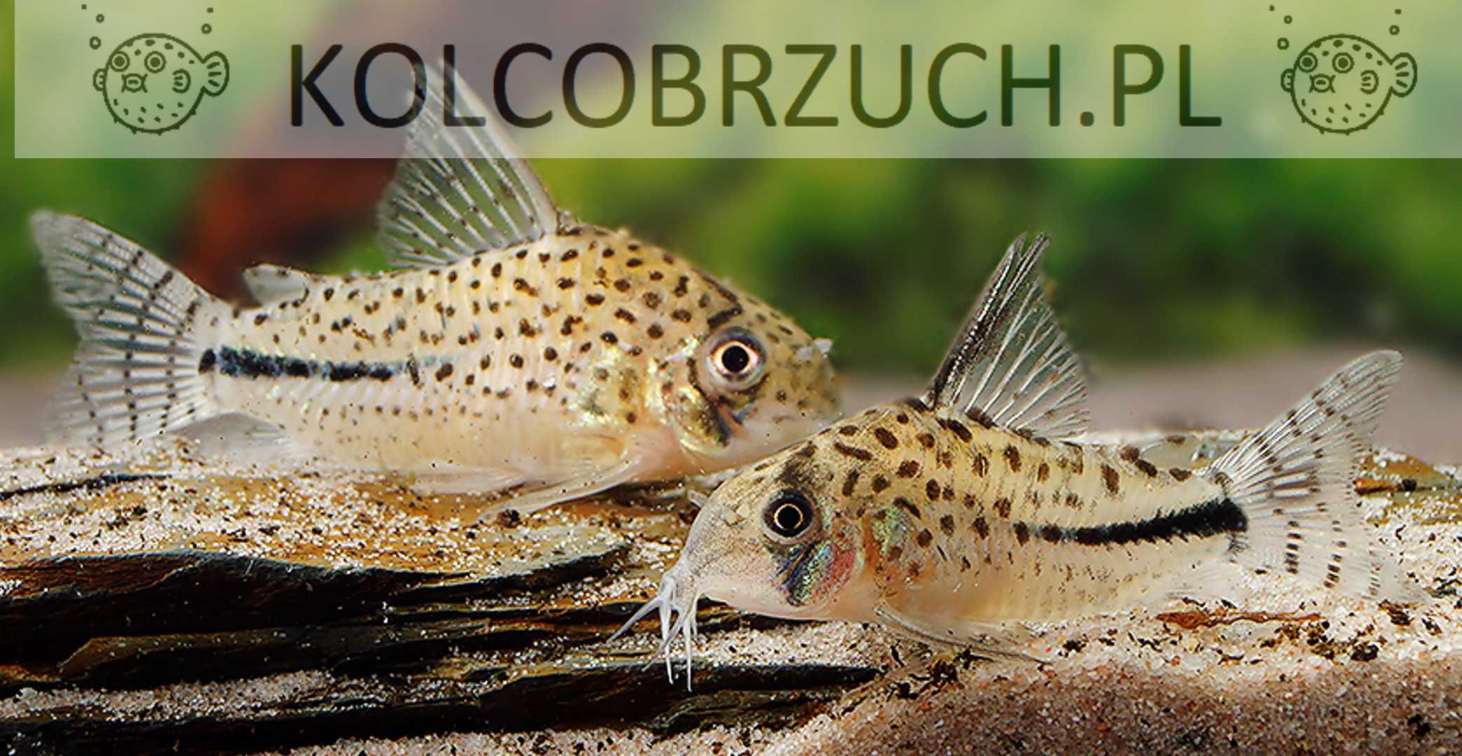 Kirysek Bonda - Corydoras bondi - Kirys - dowóz, wysyłka