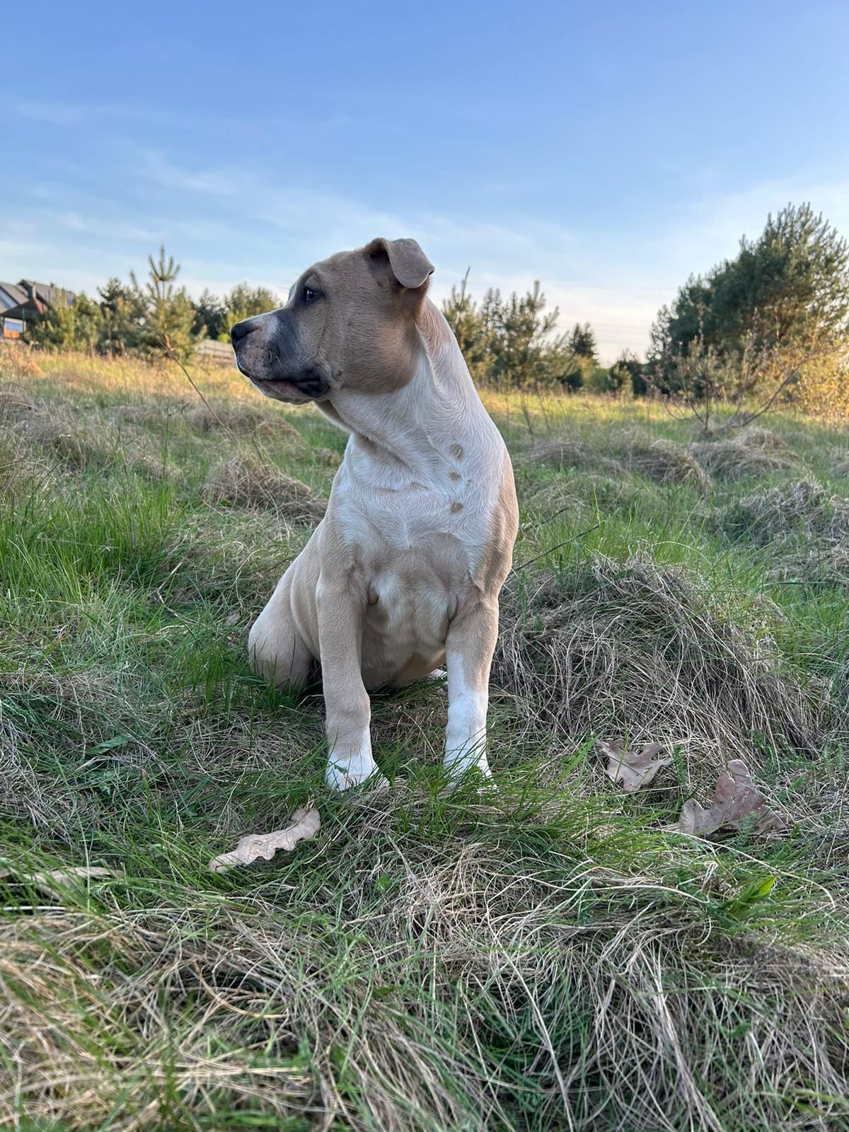 Amstaff, American Staffordshire terrier