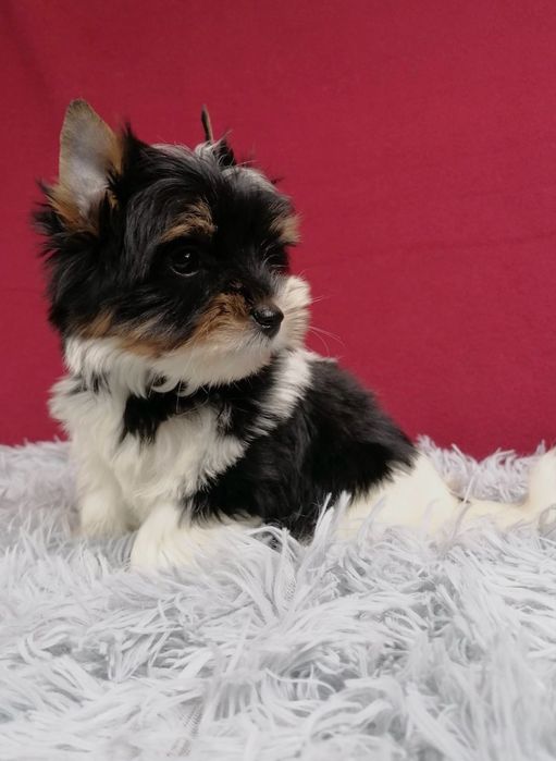York Biewer Yorkshire Terrier z rodowodem