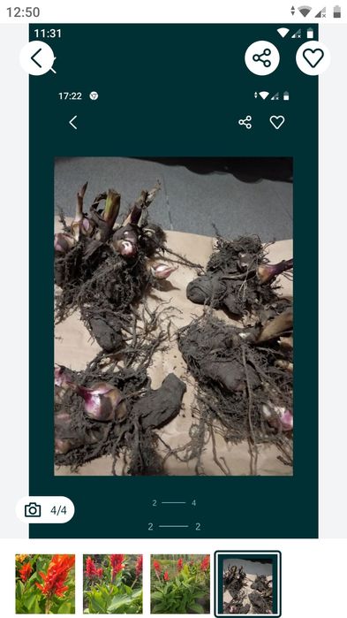 Sprzedam sadzonki kanny 4 zł przy 5 szt gratis 1