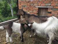 Продається молода коза з козеням