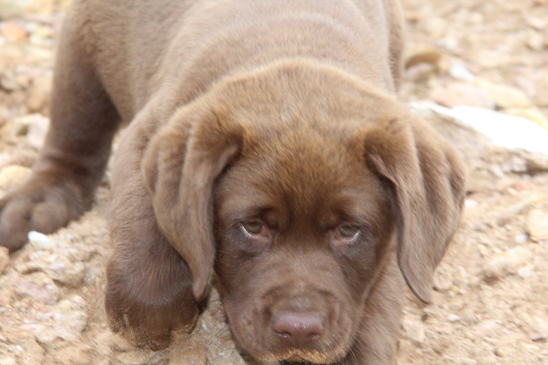 Labrador chocolate