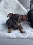 Sliczny czekoladowy chlopiec Chihuahua
