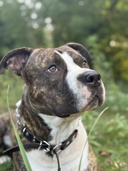 Amstaff do oddania
