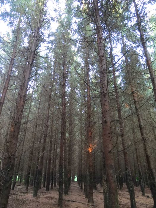 Sprzedam las świerkowy i sosnowy