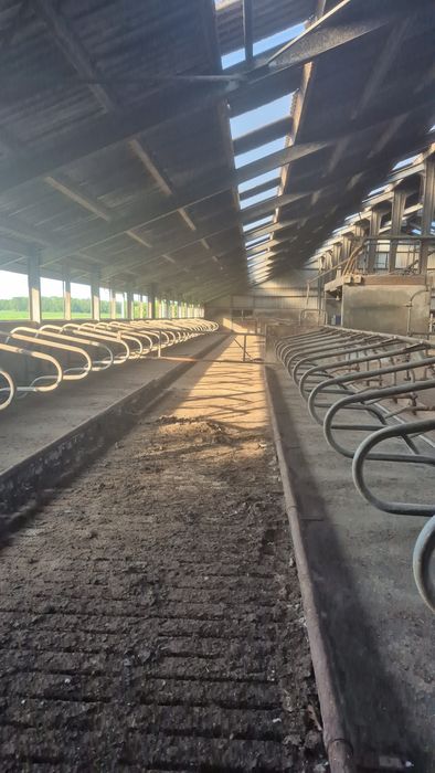 Obora/Hala dla Bydła 1800m2