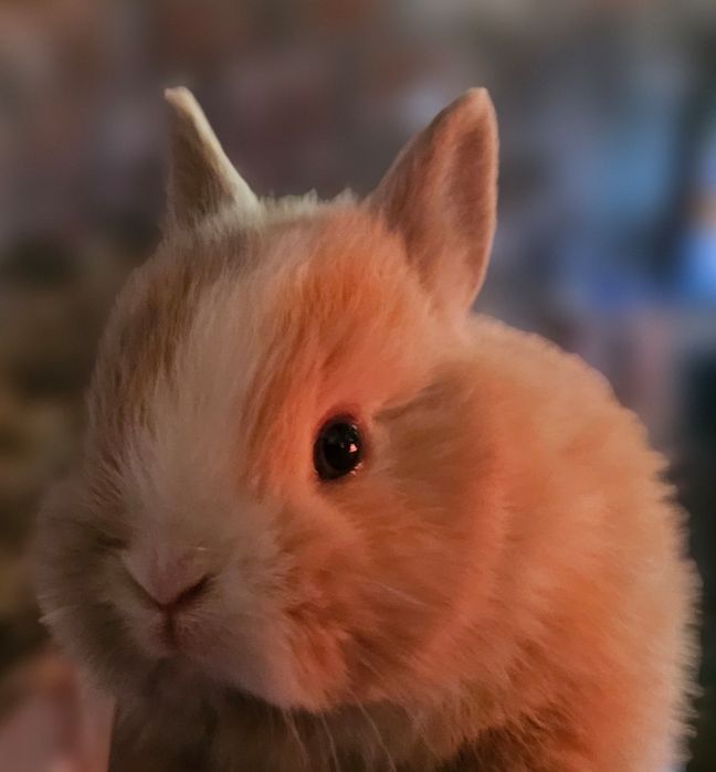 Coelho anao mini lion, mini holandes e mini lop