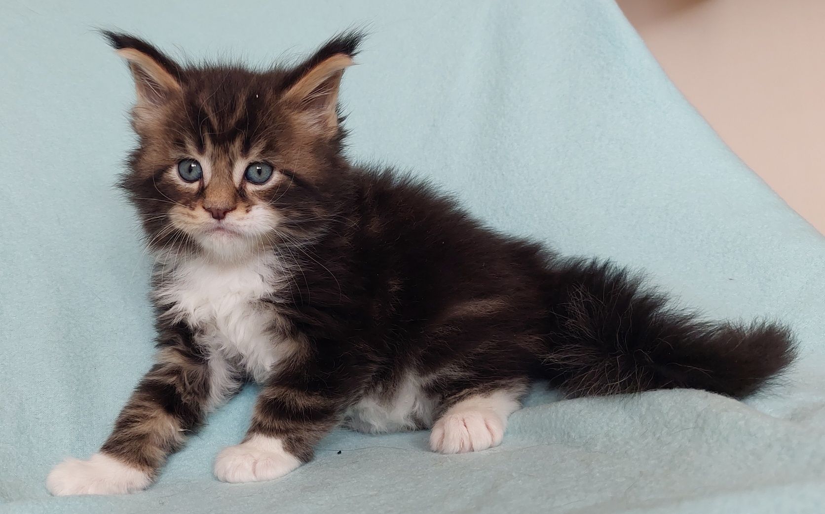 Kocurek Maine Coon