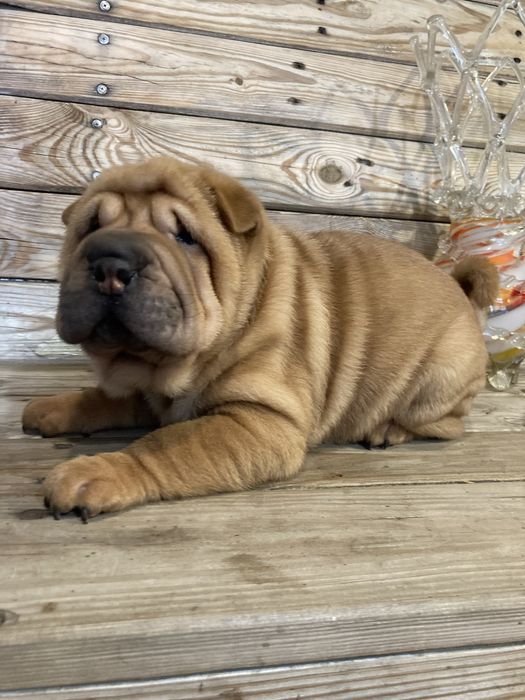 Девочки и мальчики окраса олень и извбелла