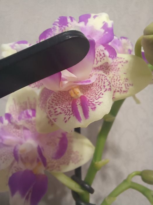 Орхідея метелик Мохіто