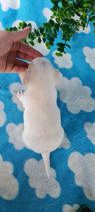 Excelente mini chihuahua/chiuaua Qualidade, Linhagem Russa