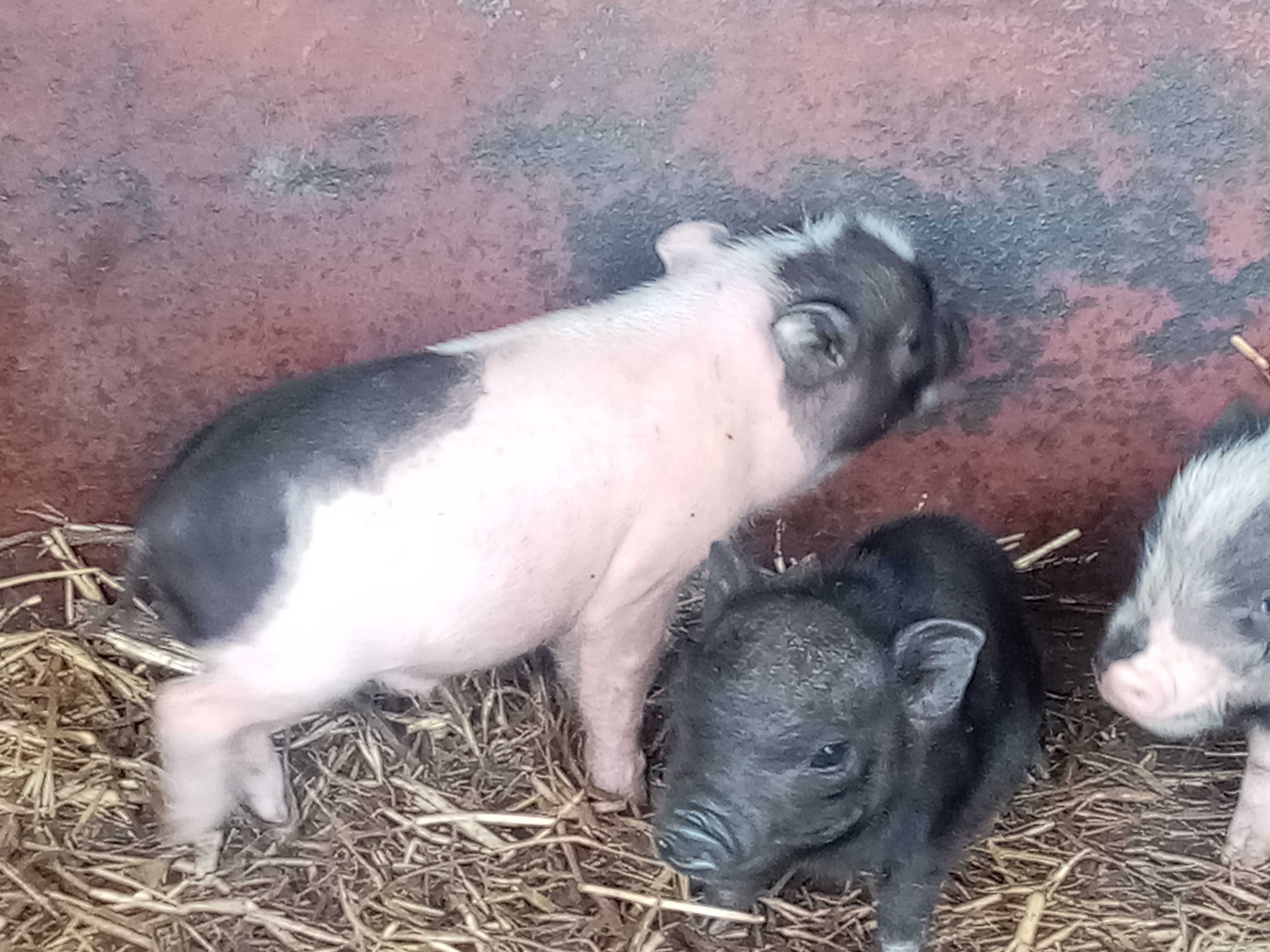 Porcos vietnamitas / nini pigs