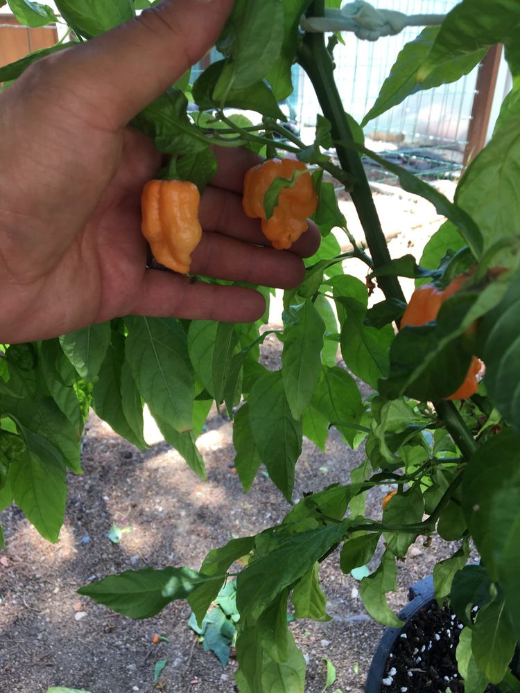 Sementes de carolina reaper laranja