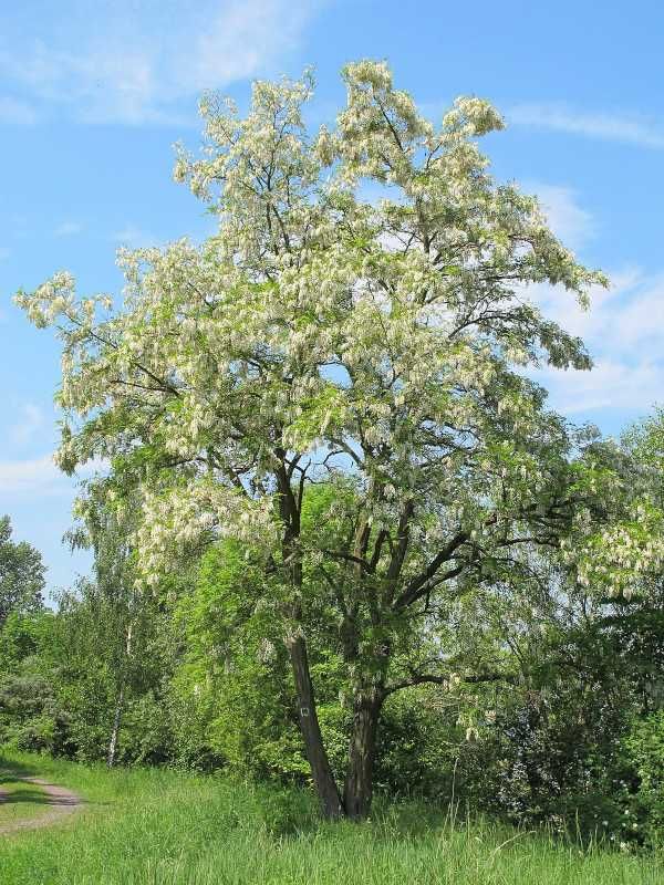 ROBINIA AKACJOWA Akacja - sadzonki w doniczkach
