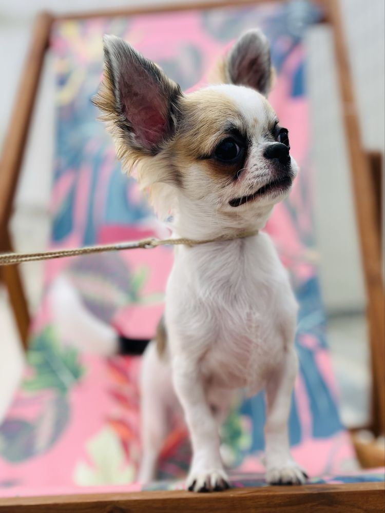 Chihuahua Macho Muito pequenino