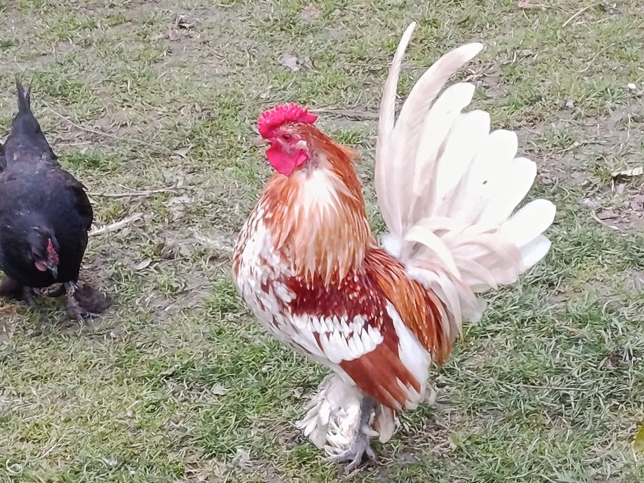 Kogut karzełek liliput